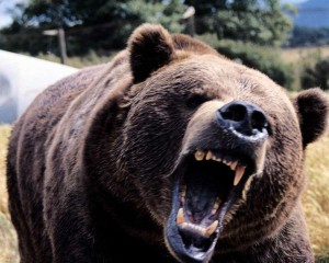 scary-angry-bear
